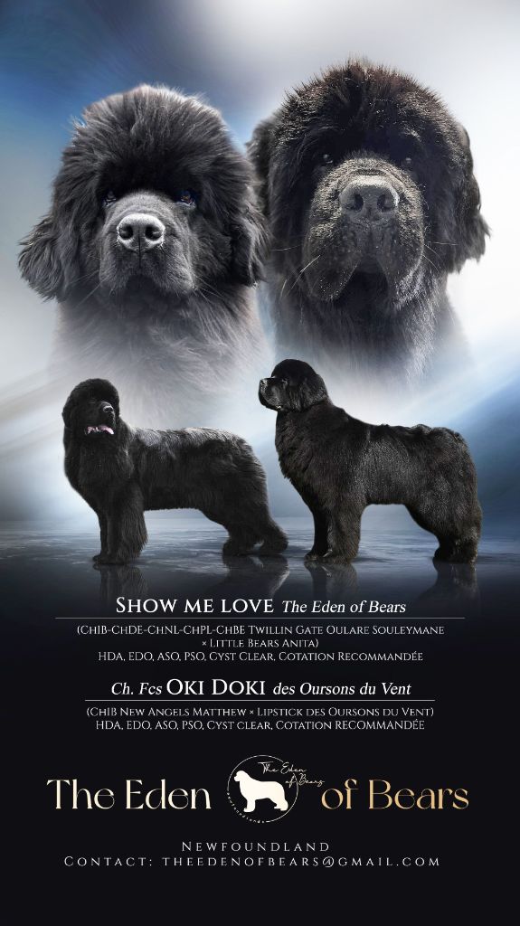 Chiot Terre-neuve The Eden Of Bears